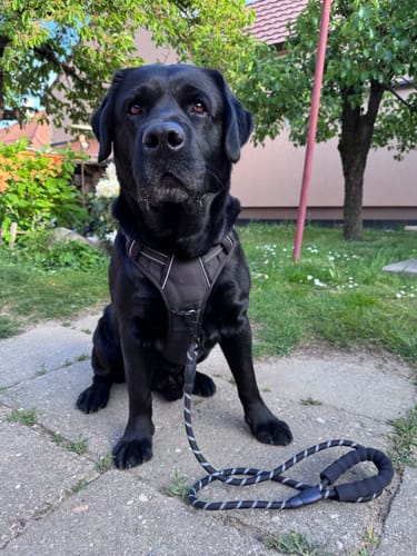Dog behavior proof