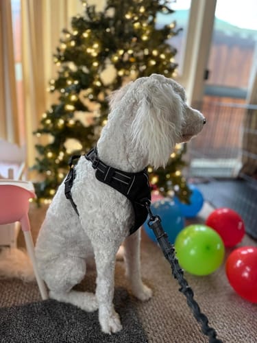 Dog behavior proof
