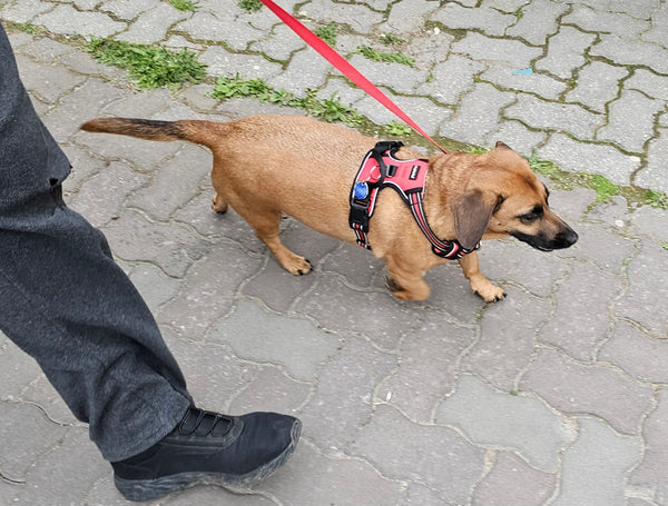 Konečne neťahá a pekne ide pri nohe